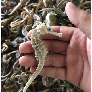 Cá ngựa khô 7-9cm