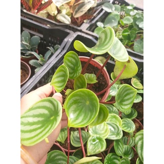 Dưa hấu chậu