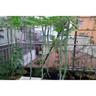 Hạt Giống Mướp Rắn