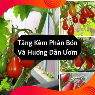 Combo 2 Gói Hạt Giống Cà Chua Lê Đỏ