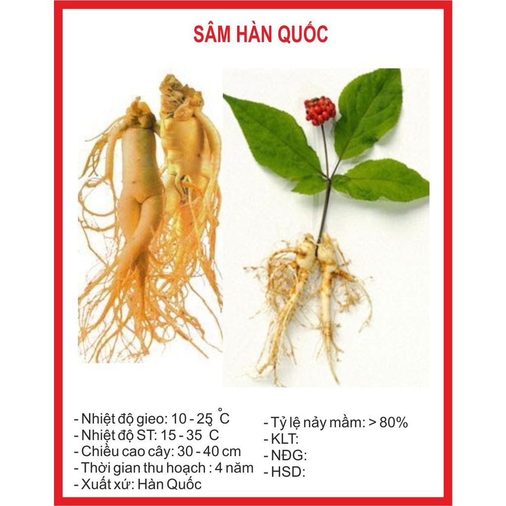 Hạt giống Sâm Hàn Quốc - 10 Hạt