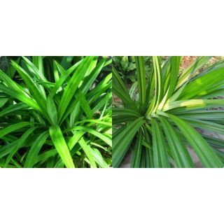 500 g Lá Dứa Sấy Khô - Lá Nếp