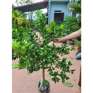 Cây giống Chanh Cao Sản ( SIÊU TRÁI NĂNG XUẤT CAO)