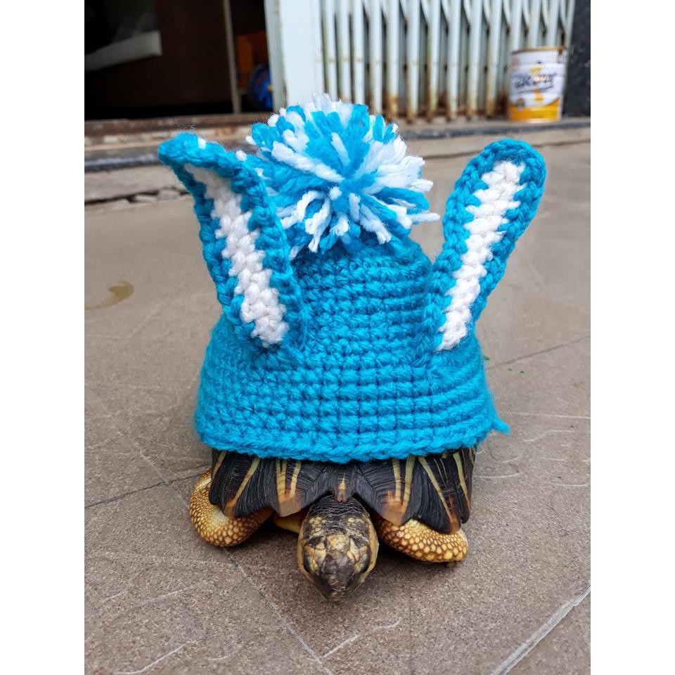 Áo len cho rùa cạn