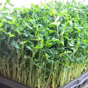 Hạt Giống Rau Mầm Đậu Hà Lan Phú Nông Giàu Dinh Dưỡng- Gói 50g (HPN-036)