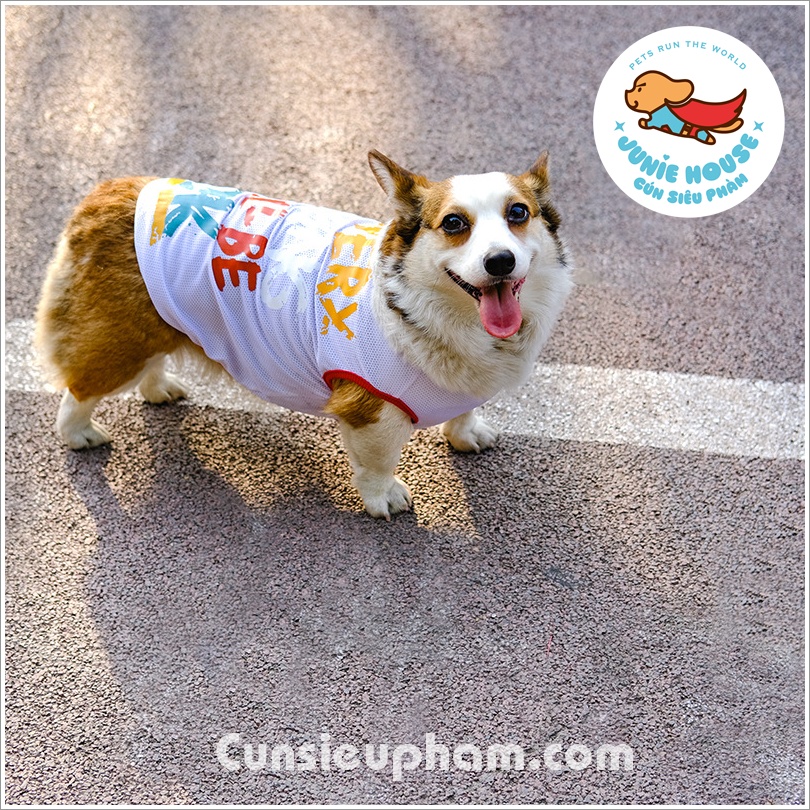 Áo thun lưới mùa hè cho chó lớn