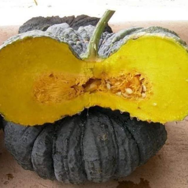 Hạt giống bí đỏ Da Cóc - bí ngô Da Cóc F1 VTS140 | Vạn Tín Store