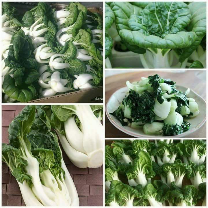 - Giòn, Ngọt, Bổ Dưỡng