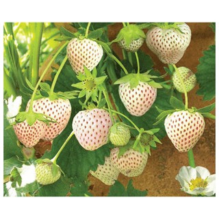 Hạt giống DÂU TÂY TRẮNG