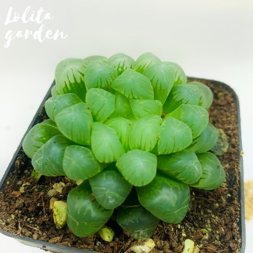 SEN ĐÁ KIM CƯƠNG HAWORTHIA COOPERI SIZE BÉ, HÀNG ĐÀ LẠT, SIÊU XINH SIÊU KHỎE, LỖI 1 ĐỔI 1