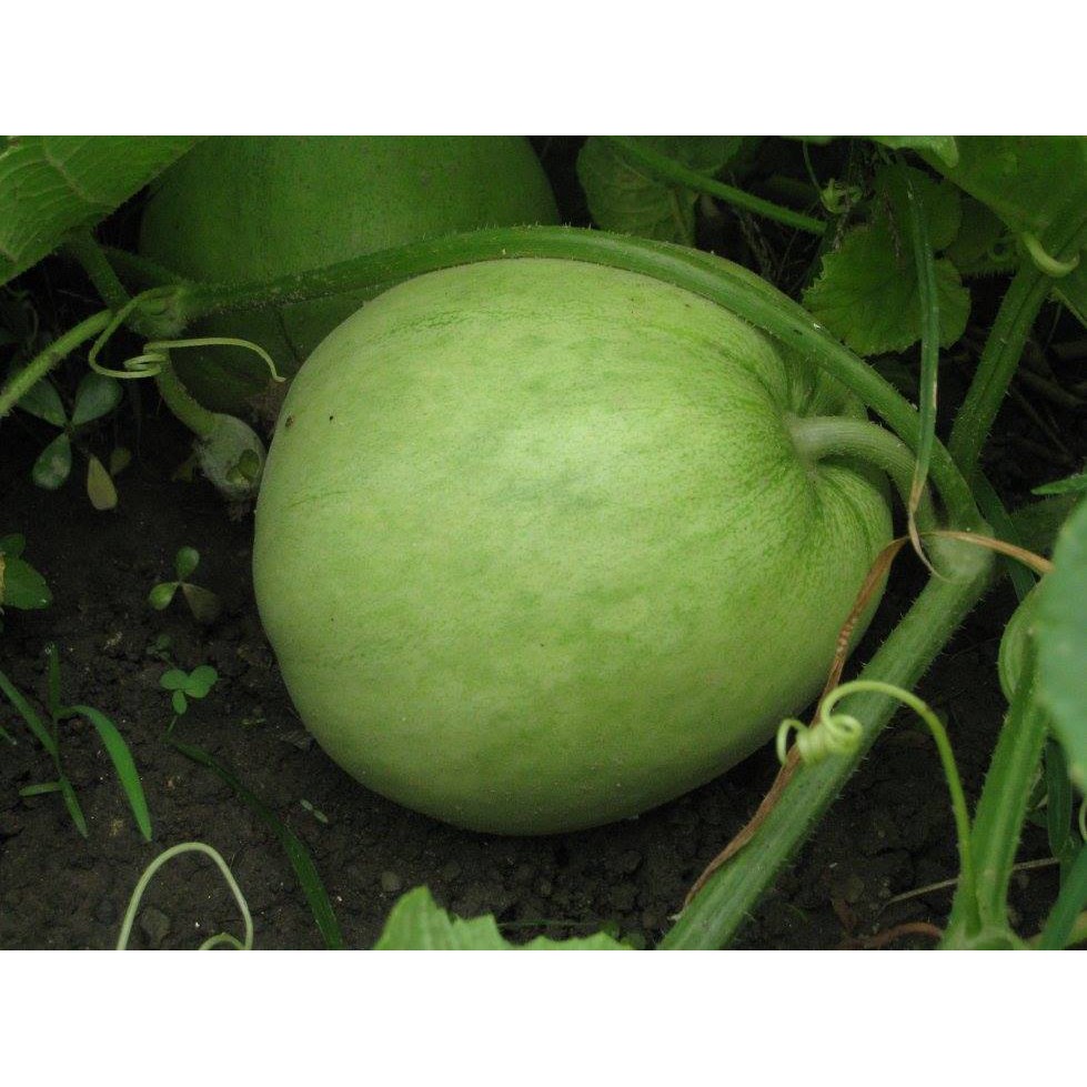 HẠT GIỐNG DƯA LÊ LỤC NGỌC SIÊU NGỌT F1