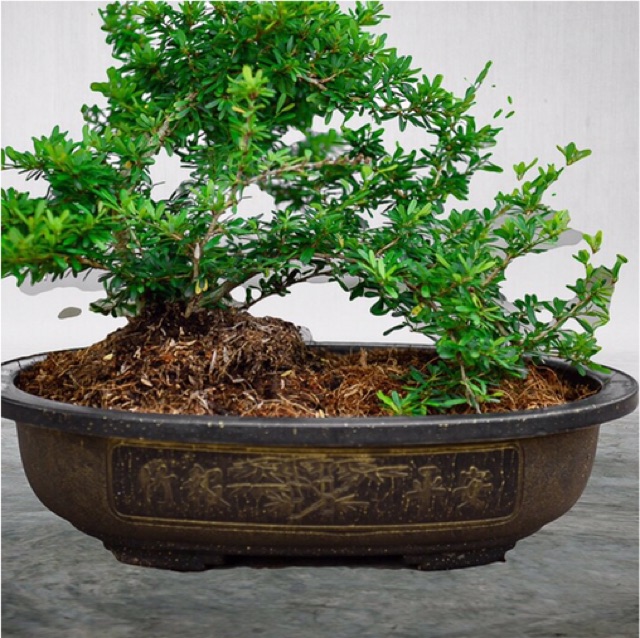 Chậu nhựa bầu dục