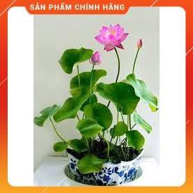 HẠT GIỐNG SEN NHẬT MINI GÓI 5 HẠT