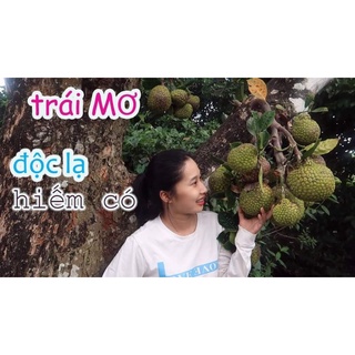 Cây giống mít mơ f1