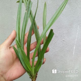 Combo 5 Cây giống lan hài vệ nữ