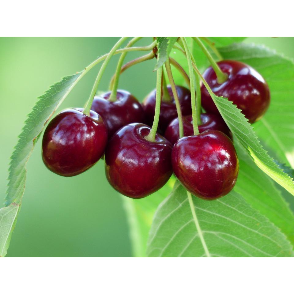 Cây giống CHERRY ANH ĐÀO (ảnh thật cây giống tại vườn)