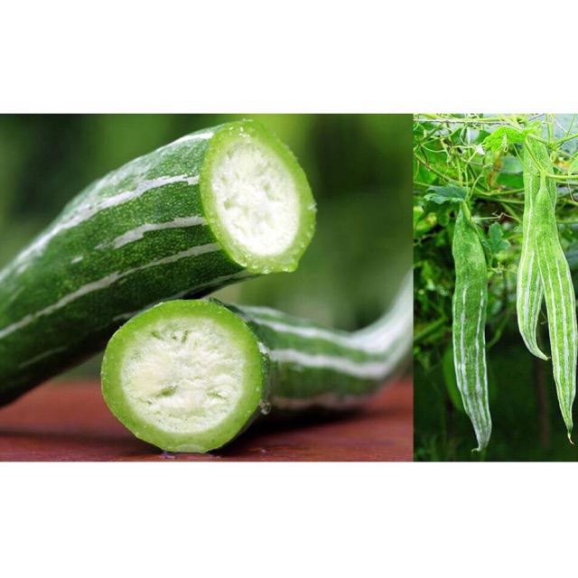 Hạt giống mướp lặc lày, mướp sát, mướp rừng, mướp sọc