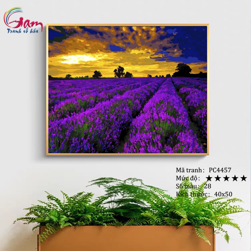 Tranh sơn dầu số hoá tự tô màu Gam phong cảnh đồng hoa Lavender tím PC4457 40x50cm căng khung