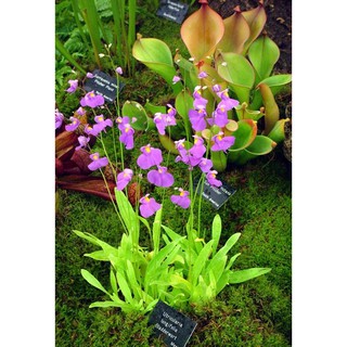 Utricularia longifolia