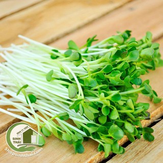 Hạt giống rau cải mầm