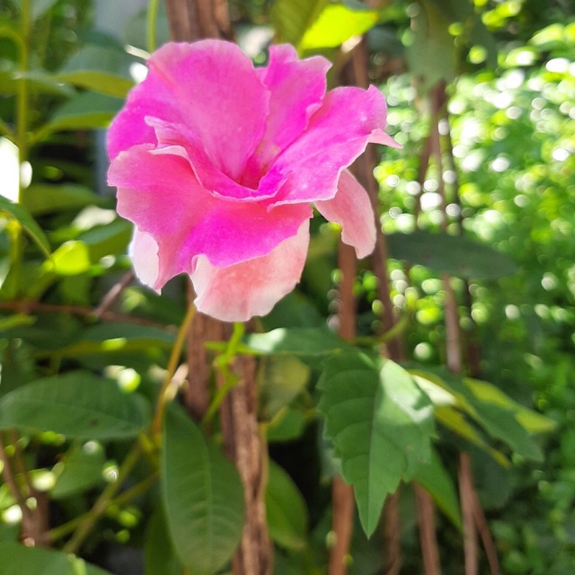 Cây hoa Hồng anh cánh kép leo