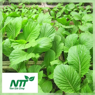 Hạt giống Cải bẹ xanh mỡ