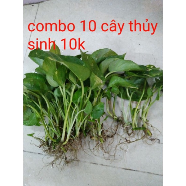 Combo 20 lá trầu bà thủy sinh siêu rẻ