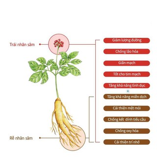 Trà sâm gừng 330g