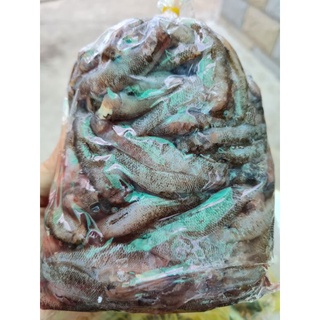 Cá bống miền tây - 500g