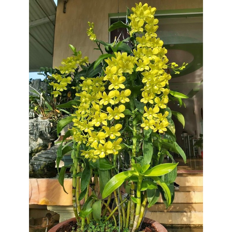 DENRO VÀNG CHANH | XANH CỐM HUYỀN THOẠI HÀNG SẴN NỤ