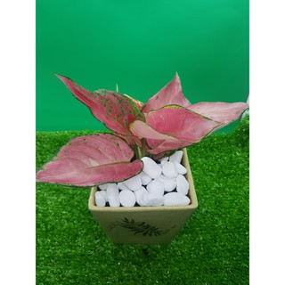 Sỏi Trắng Trang Trí 1KG
