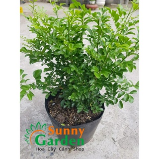 Cây Nguyệt Quế Lá Nhỏ, Cao 20-30cm - Chậu Hoa +Tặng 02 cây nhót ngọt