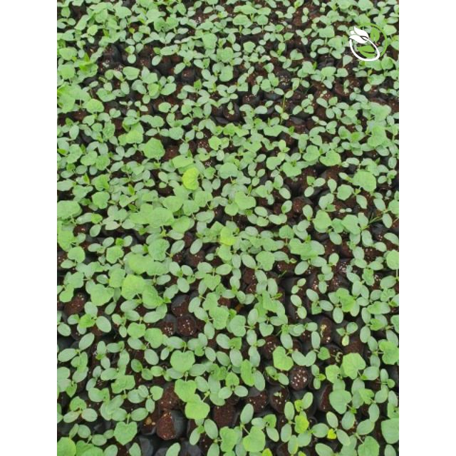 Hạt Giống Bí Đao Xanh  PN-679 Phú Nông - Gói 0.5g