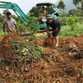 BA KÍCH TÍM QUẢNG NINH LOẠI 1