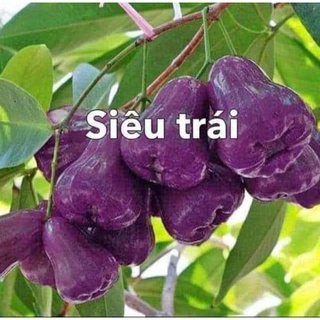 Cây giống mận tím roi ra trái sớm