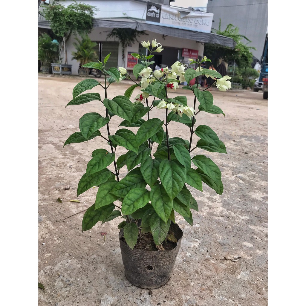 Cây hoa ngọc nữ  cao 40cm, hoa sum suê bắt mắt phát triển mạnh, thích hợp trang trí sân vườn