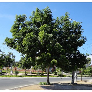 Cây giống sao đen- Trang trí sân vườn- Decor-Phong thuỷ-Cây hoa kiểng Đồng Tháp
