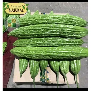 Mướp đắng (khổ qua) siêu trái