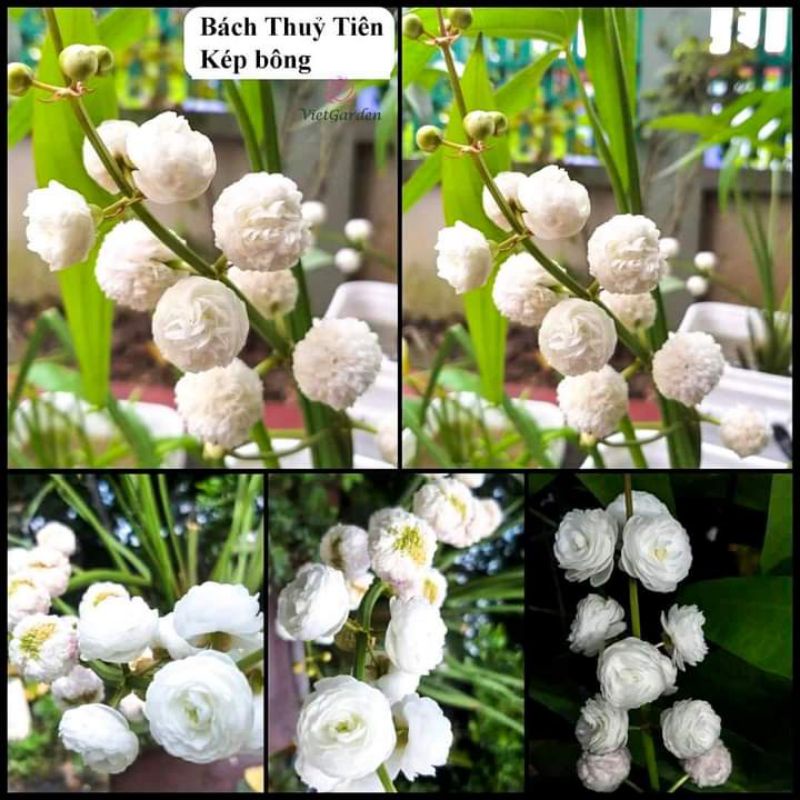Bách thuỷ tiên kép bông, vẻ đẹp tinh khôi