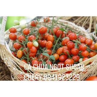 [Ảnh Thật] Hạt giống cà chua trái cây ngọt sugar cherry nhập khẩu Mỹ