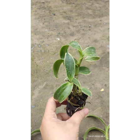 Denro lá biên hoa chớp cây giống