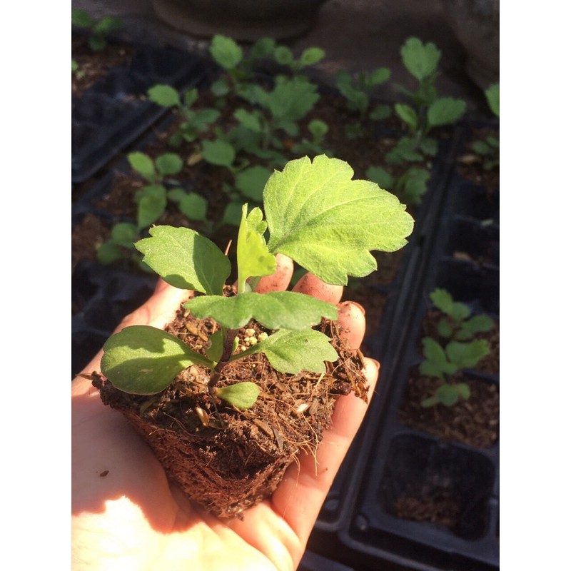 🌿Cây Giống Cúc Mẫu Đơn Nhật Bản🌿