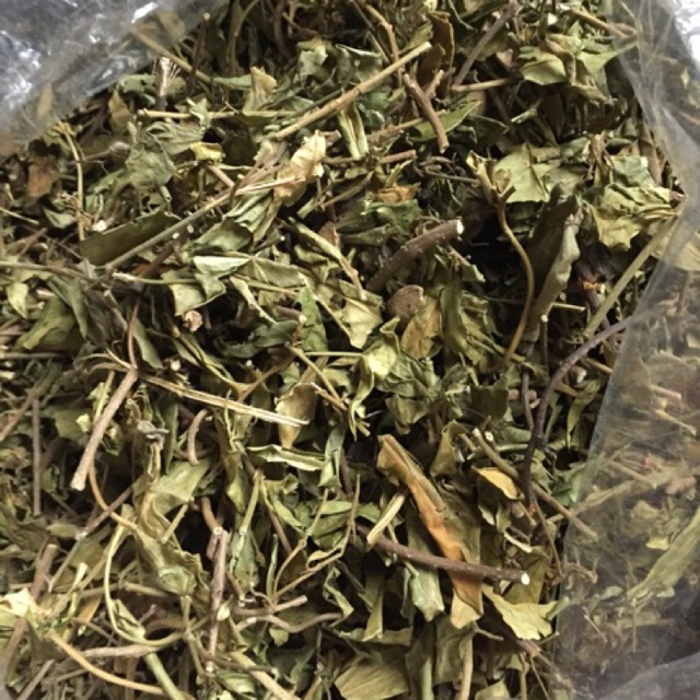 Cây thìa canh trị tiểu đường