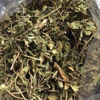 Cây thìa canh trị tiểu đường