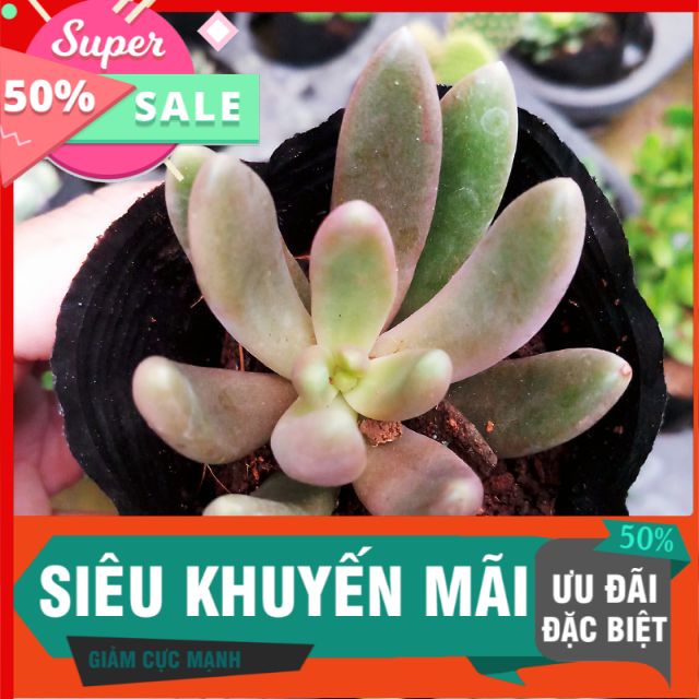 Sen nanh heo