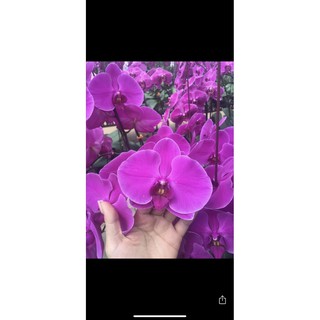 Lan hồ điệp cắt cành bầu 2.8