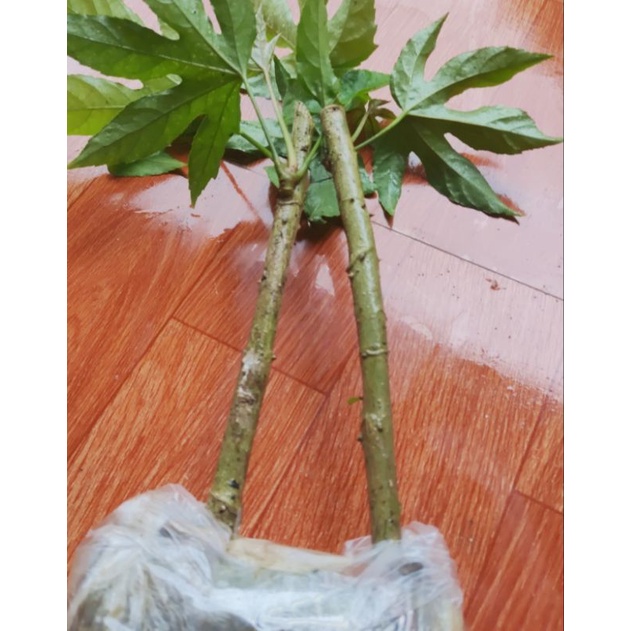 Cây đu đủ rừng phôi và cây