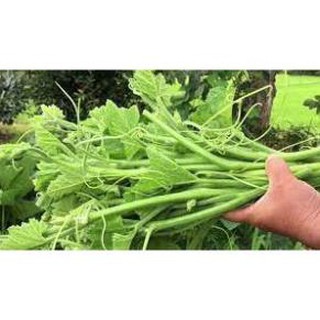 Hạt giống bí ngô siêu ngọn f1