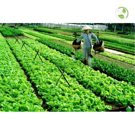 Hạt Giống Xà Lách PN-978 Phú Nông - Gói 10g - Lettuce