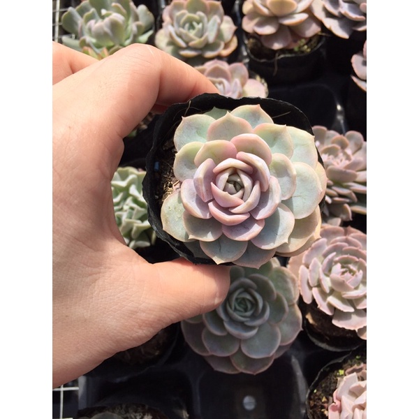 cây sen đá lola tím(echeveria surprise)